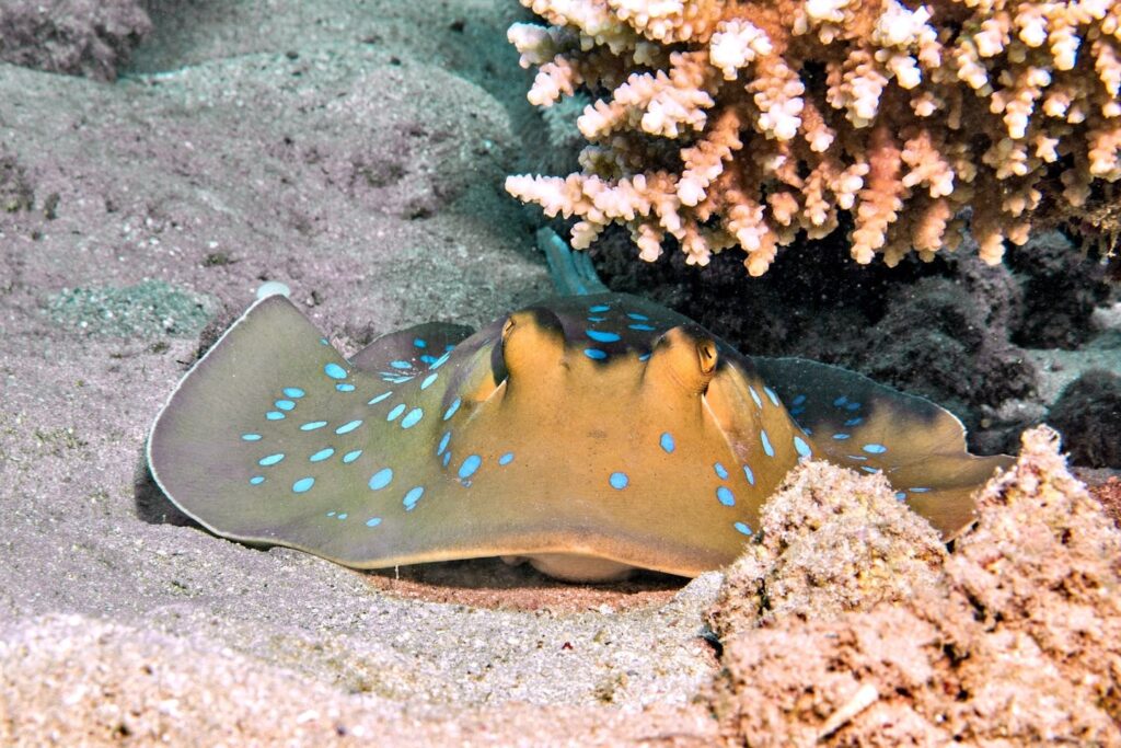 thumb_16774575_cover_header