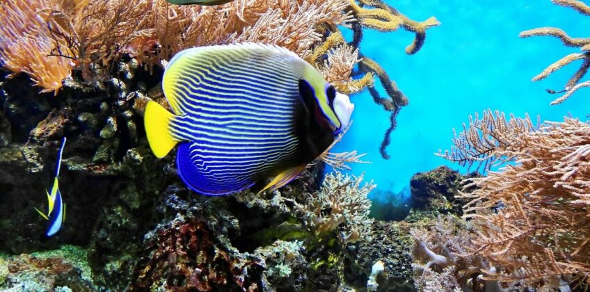 thumb_16774582_cover_header